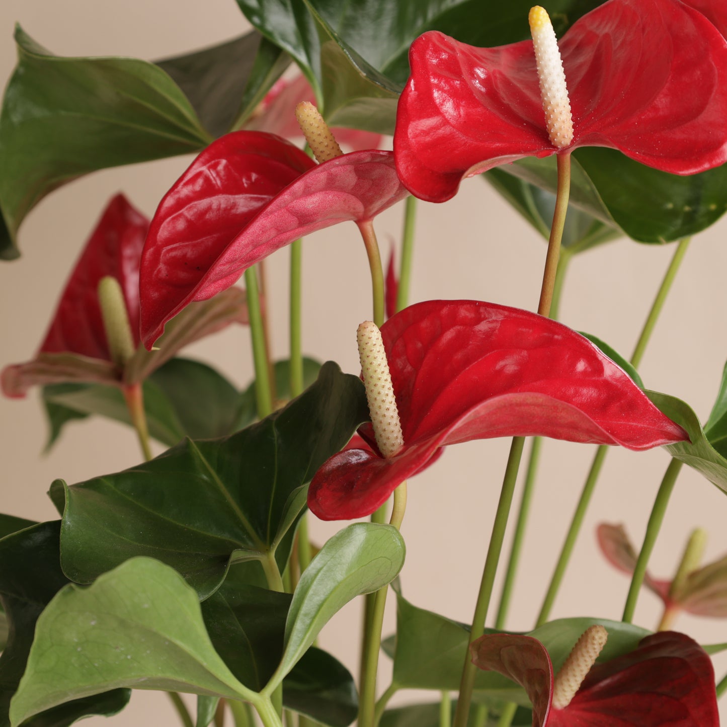 Anthurium rouge en pot design Svala