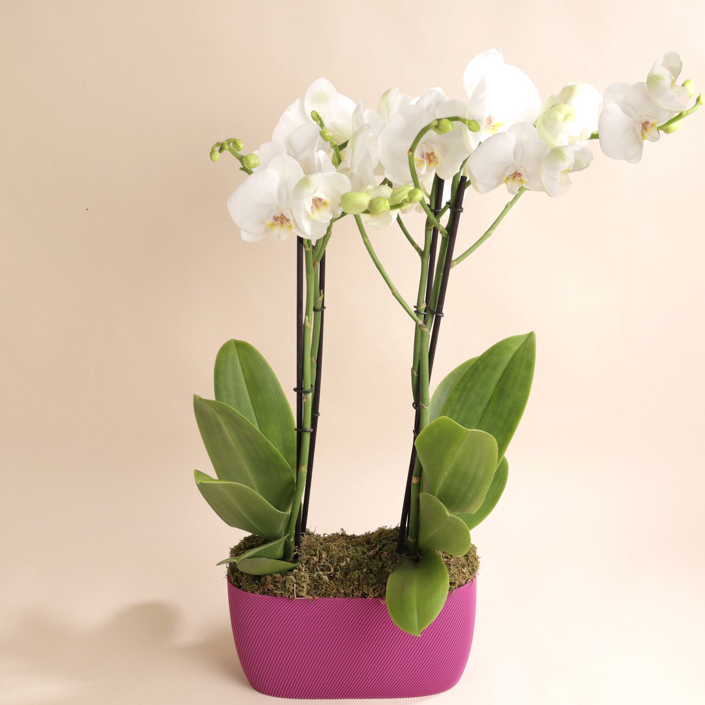 Composition d'orchidées blanches dans cache-pot Aska framboise