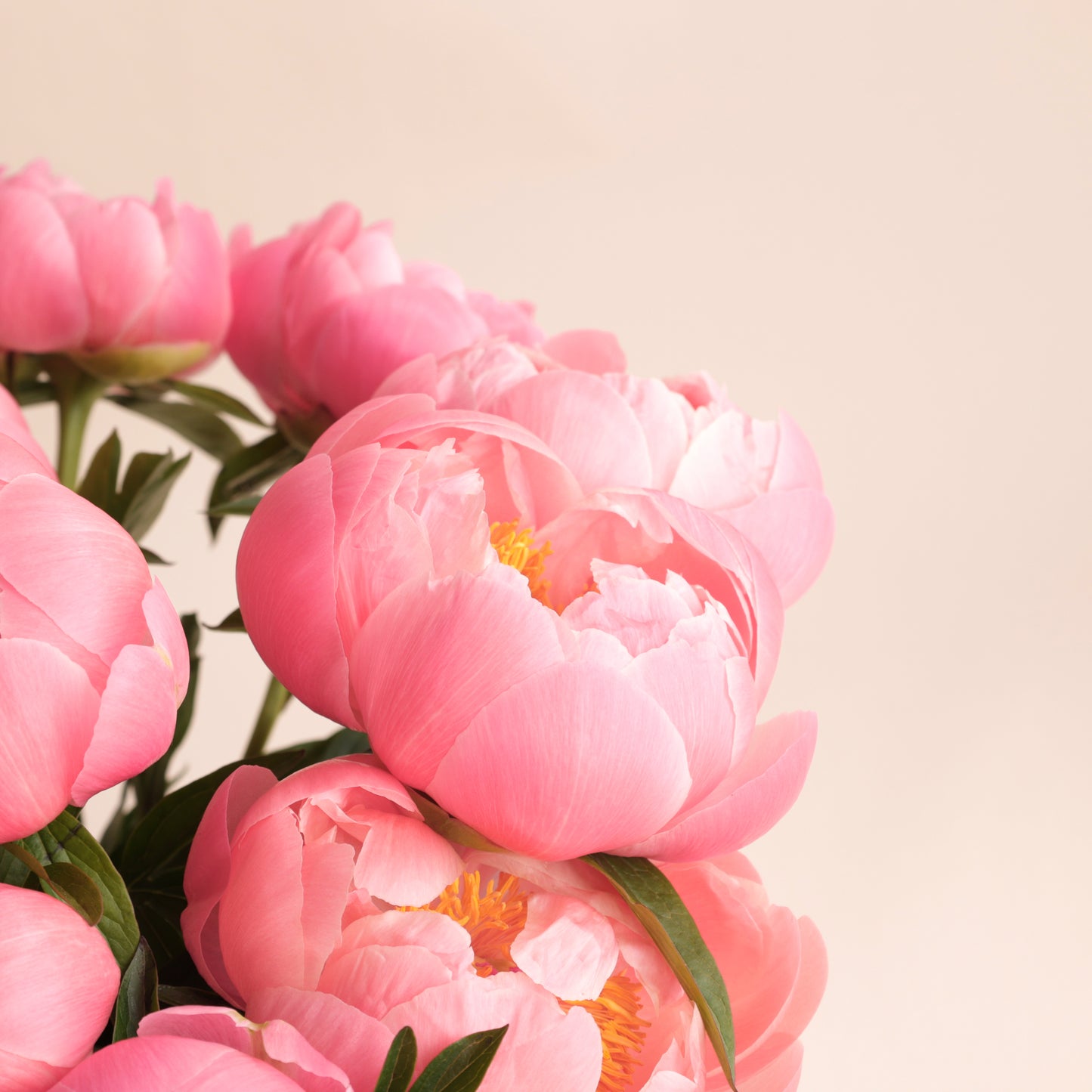 Bouquet de pivoines fraîches avec vase Fjord beige