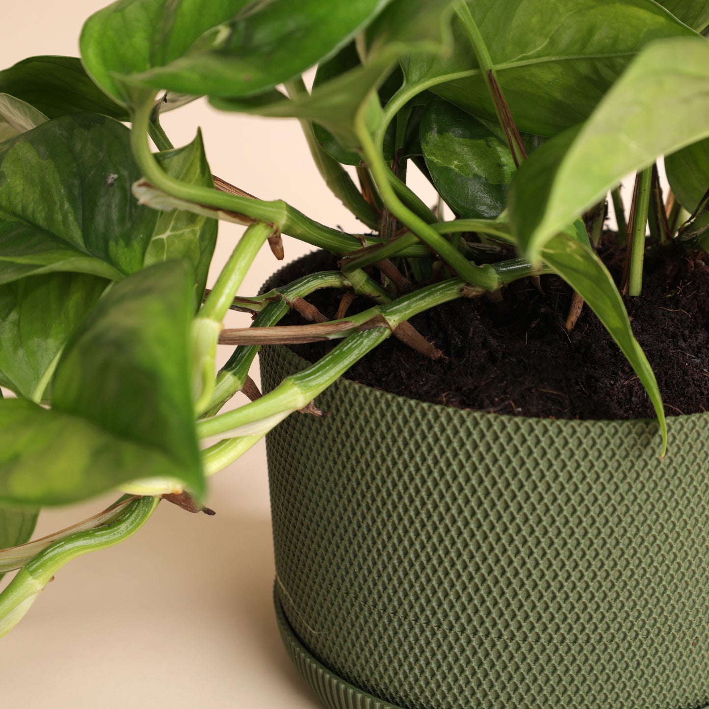 Epipremnum Global Green rempoté dans pot vert design avec coupelle – plante grimpante ou retombante