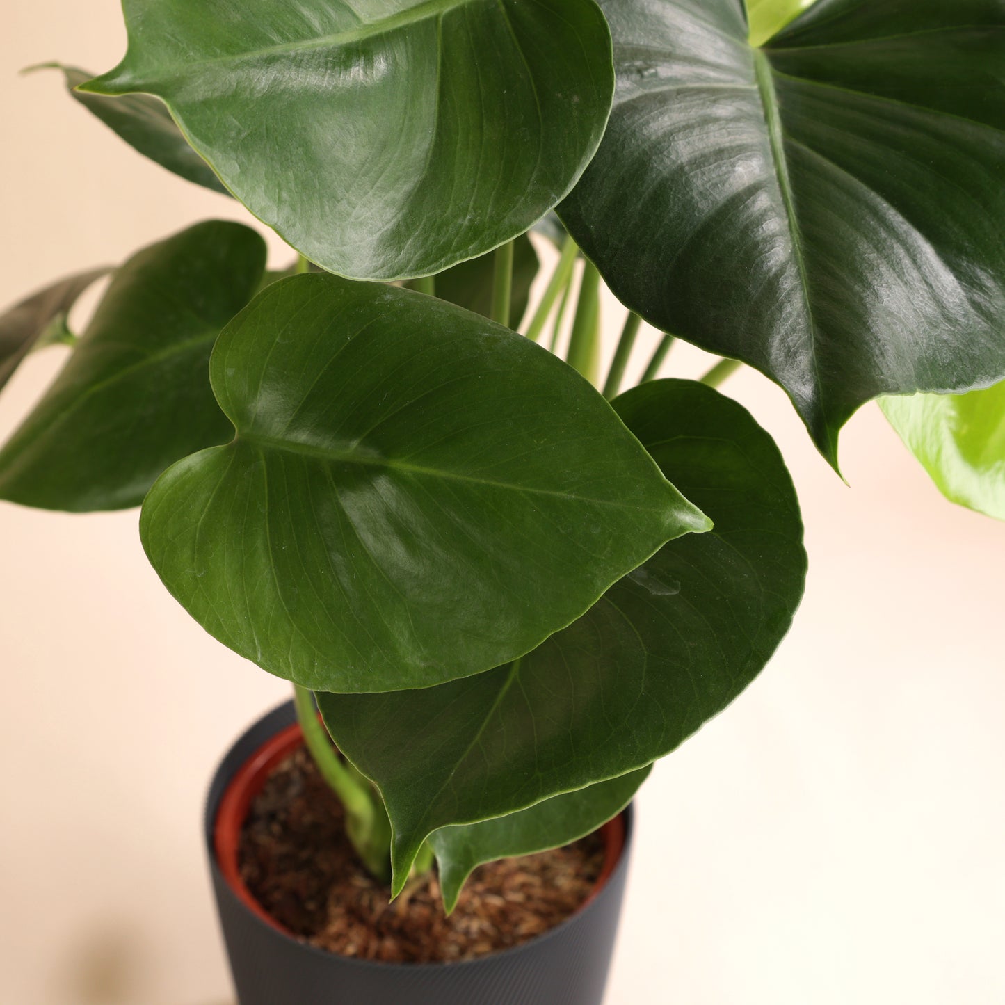 Plante Monstera livrée avec cache-pot écoresponsable – hauteur 60 cm