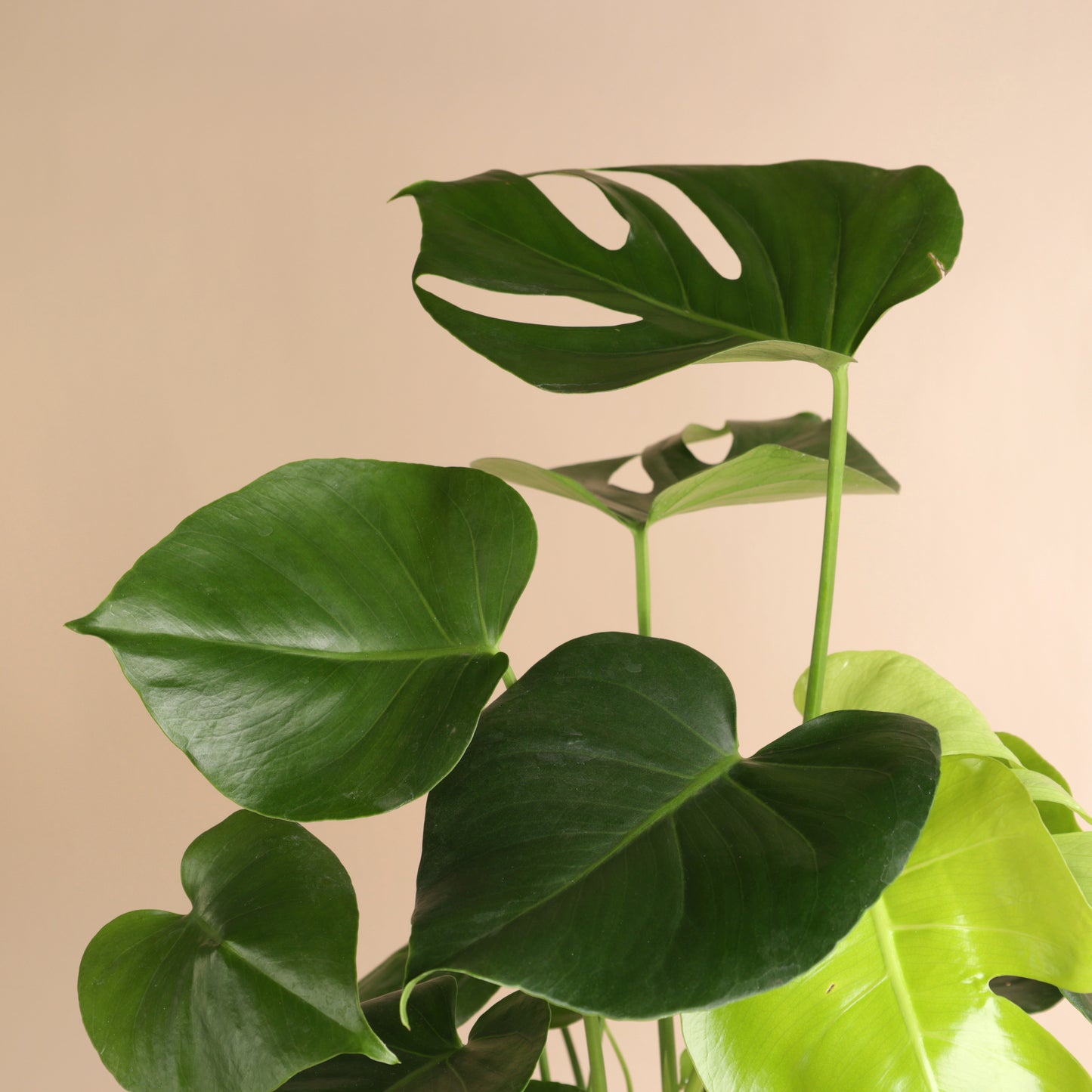 Plante Monstera livrée avec cache-pot écoresponsable – hauteur 60 cm