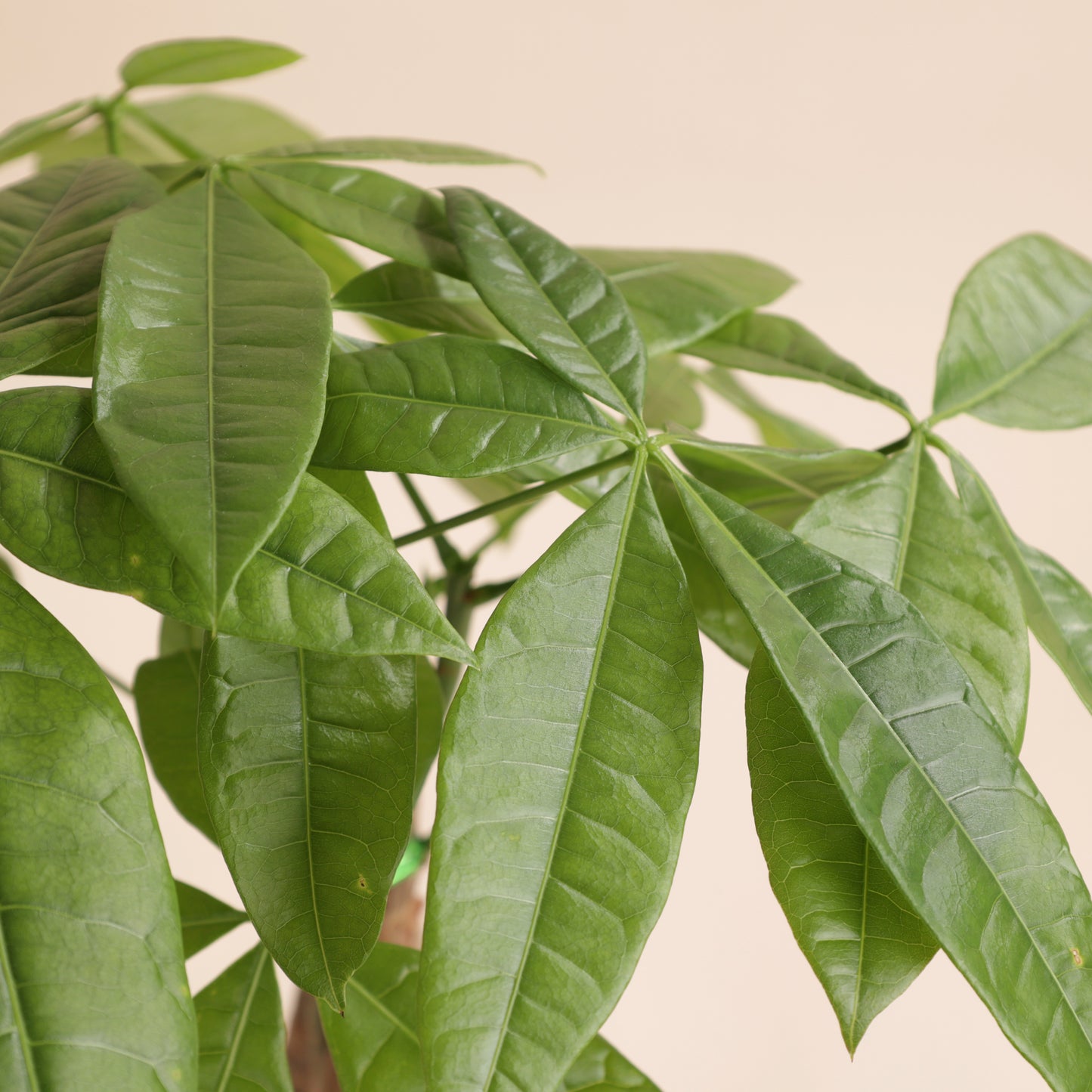 Pachira aquatica 45 cm avec cache-pot écoresponsable – 42 CHF