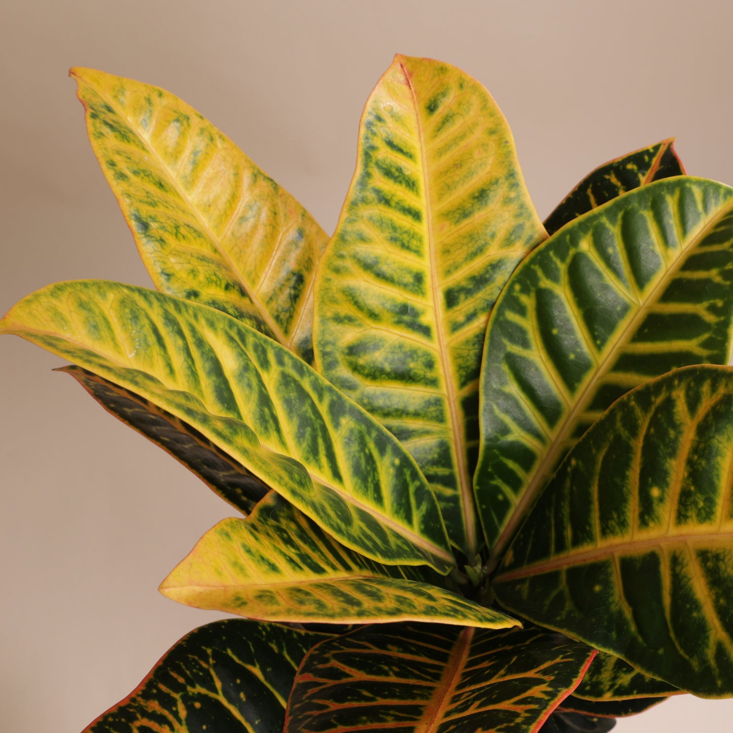 Croton au feuillage éclatant dans cache-pot design Svala – idée cadeau végétale