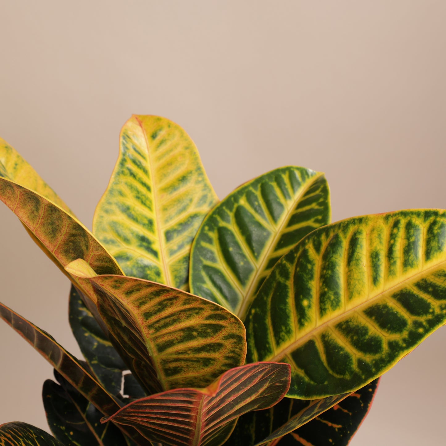 Croton au feuillage éclatant dans cache-pot design Svala – idée cadeau végétale