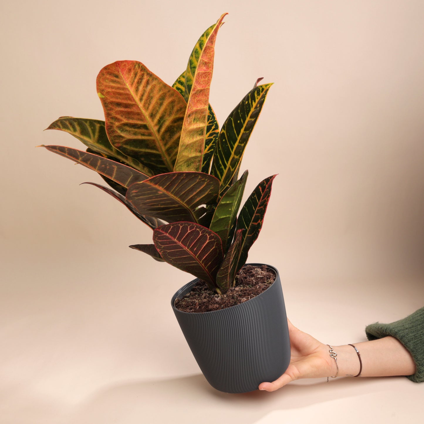 Croton au feuillage éclatant dans cache-pot design Svala – idée cadeau végétale
