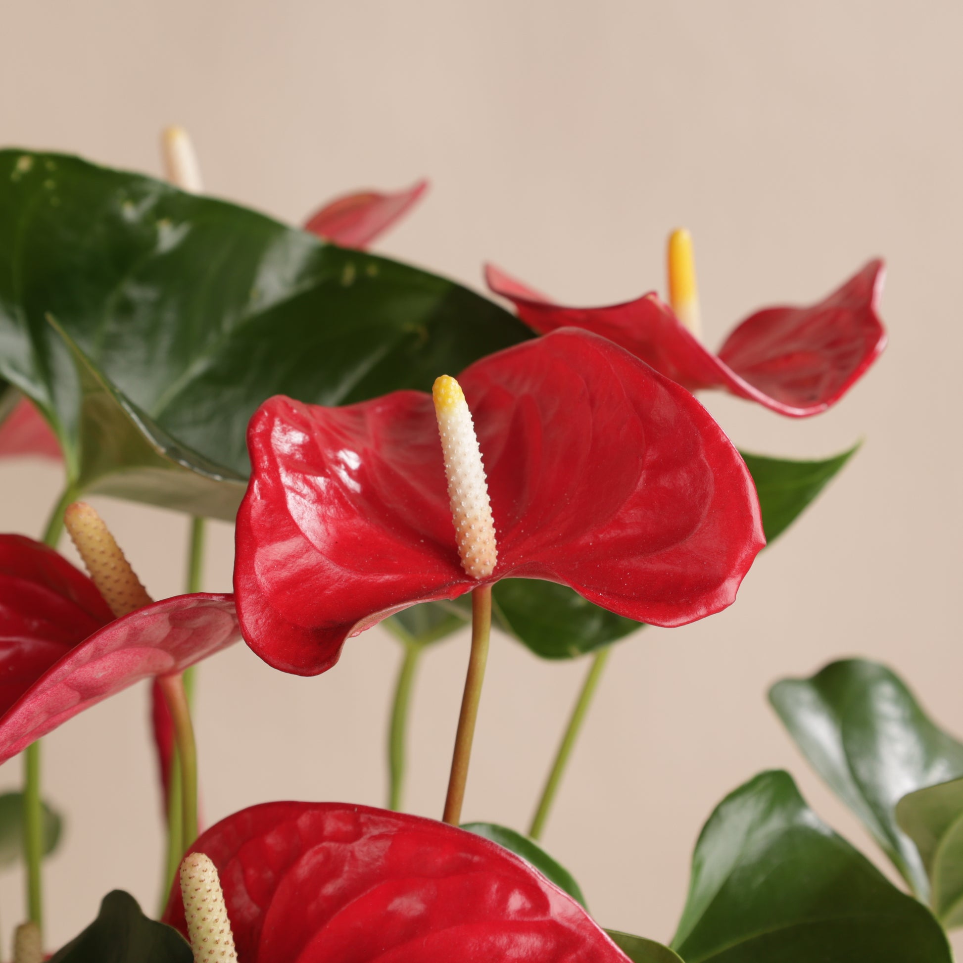 Anthurium rouge en pot design Svala