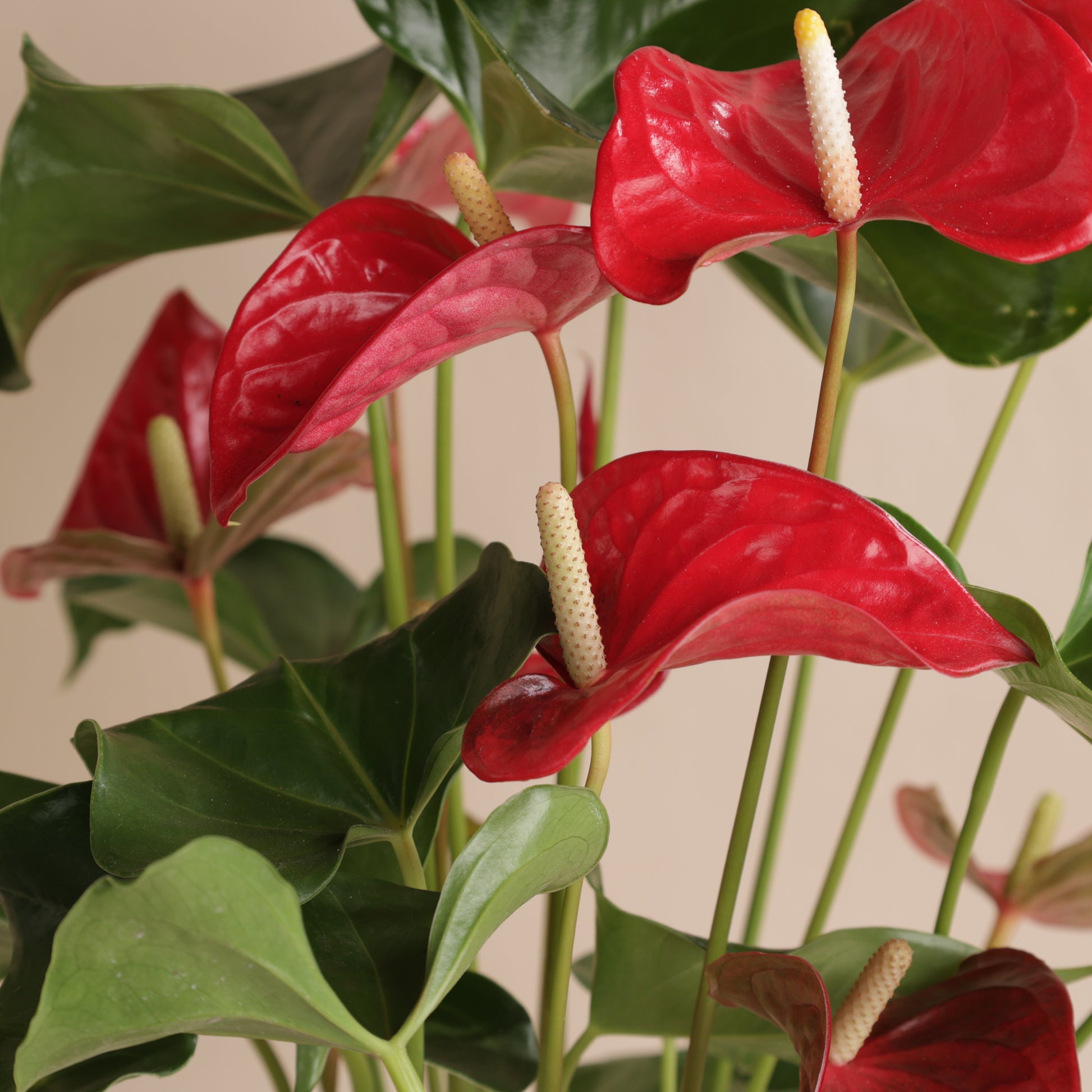 Anthurium rouge en pot design Svala