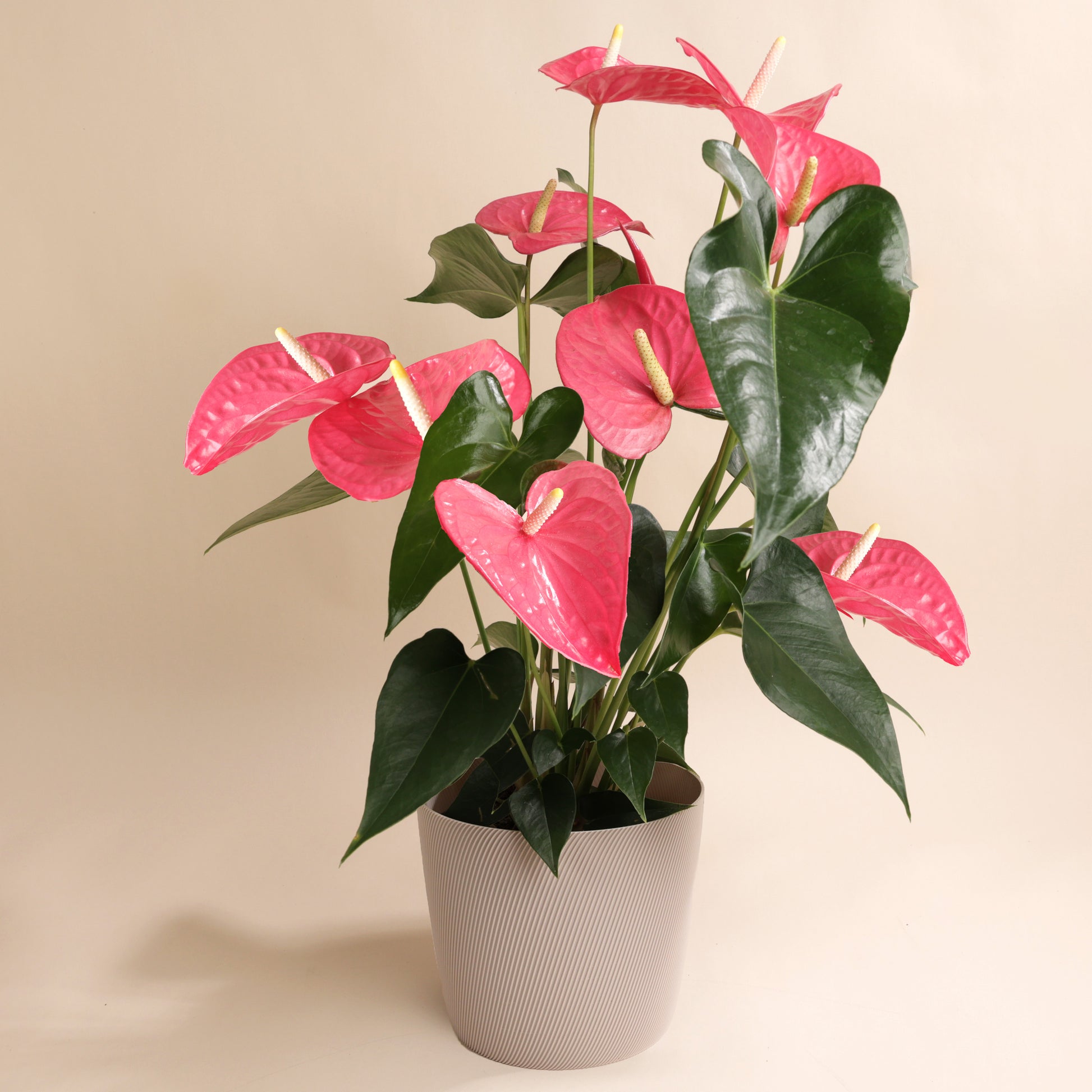 anthurium rose Anthurium