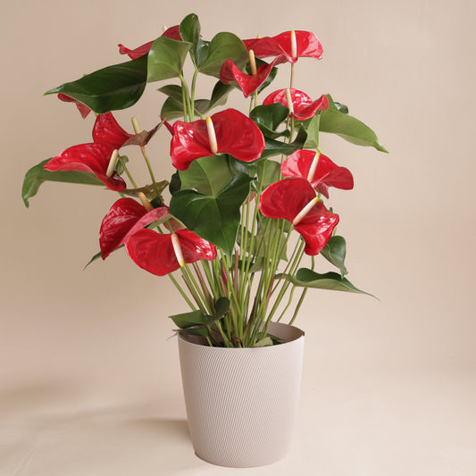 Anthurium rouge en pot design Svala