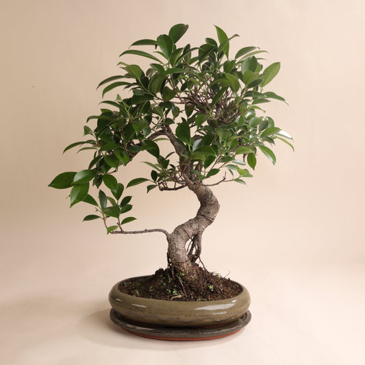 Arbre Bonsaï âgé pour ambiance zen extérieure