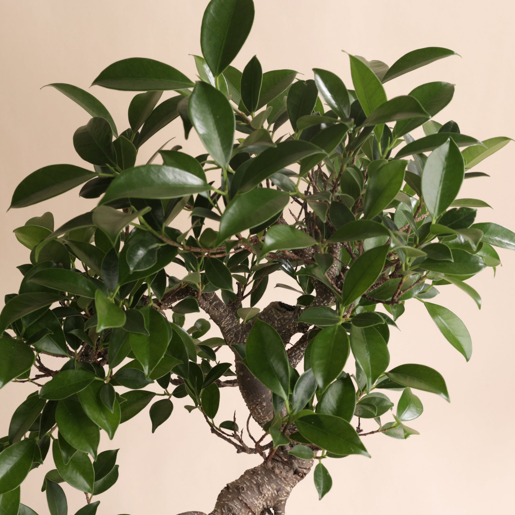 8-year-old Ficus retusa bonsai – Zen shrub for bright indoors – Arkki