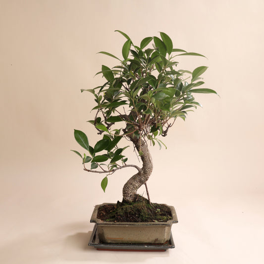 Bonsaï de 8 ans en pot, style japonais