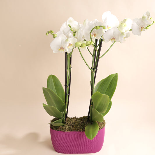 Composition d'orchidées blanches dans cache-pot Aska framboise