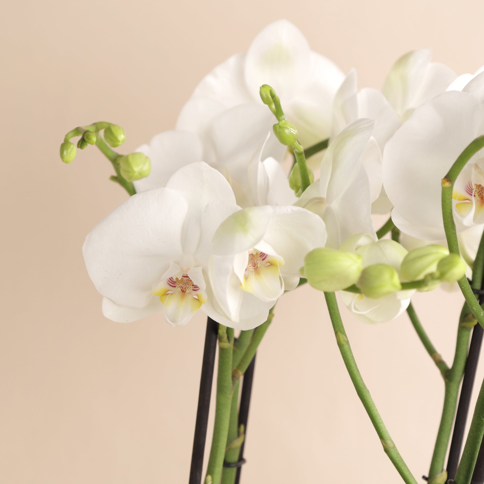 Composition d'orchidées blanches dans cache-pot Aska framboise