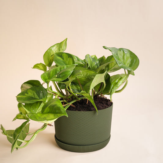Epipremnum Global Green rempoté dans pot vert design avec coupelle – plante grimpante ou retombante