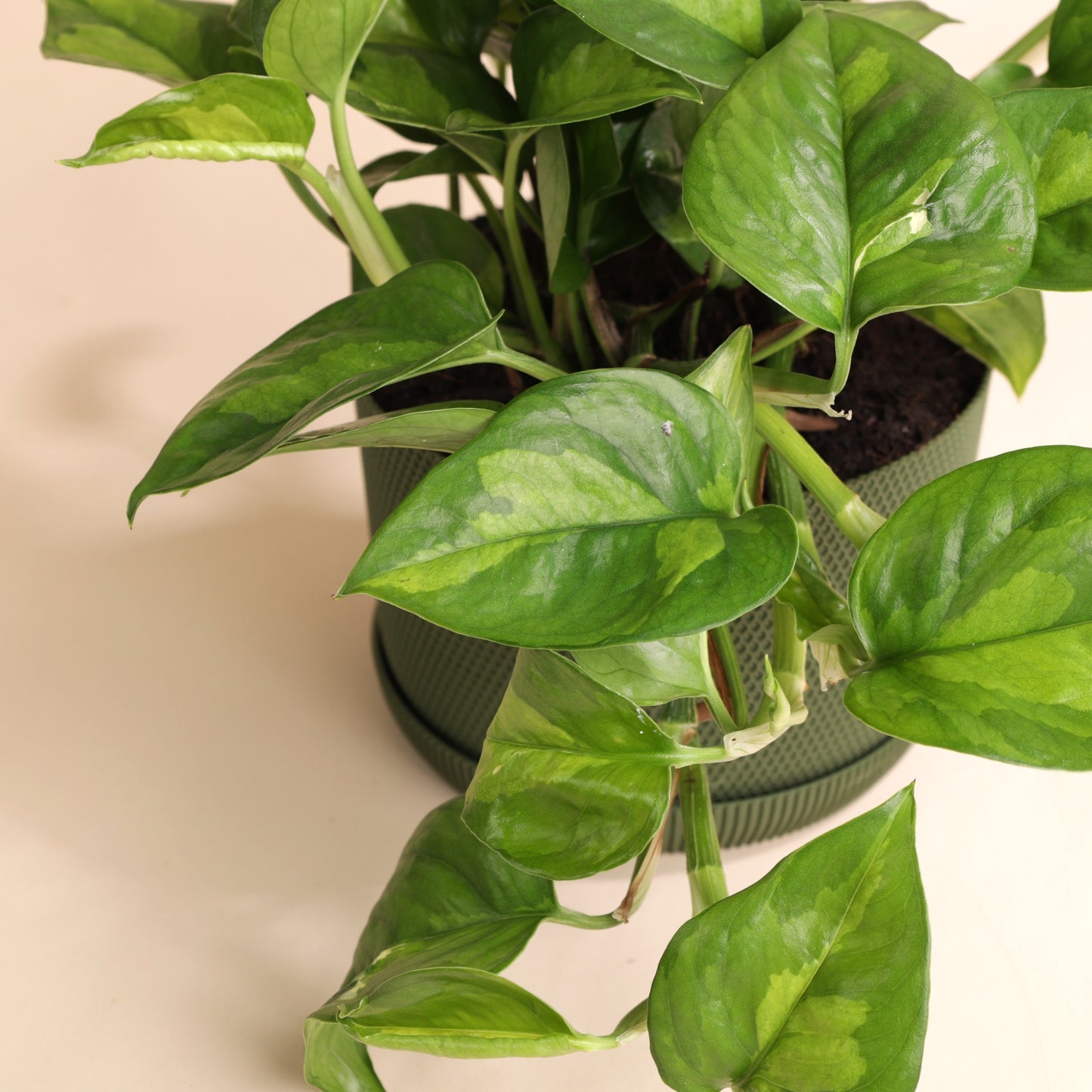 Epipremnum Global Green rempoté dans pot vert design avec coupelle – plante grimpante ou retombante