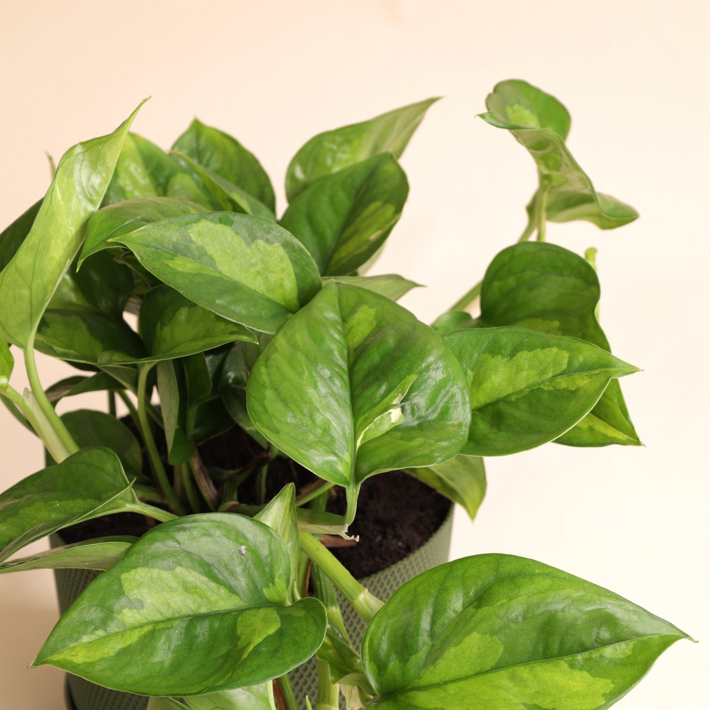 Epipremnum Global Green rempoté dans pot vert design avec coupelle – plante grimpante ou retombante