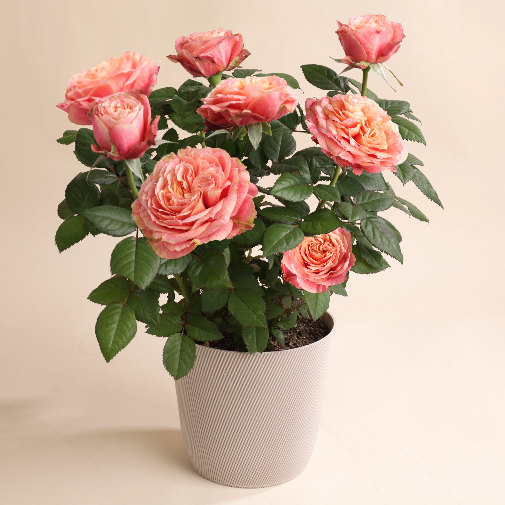 Rosier corail en fleurs dans pot écoresponsable Svala – idée cadeau Fête des Mères