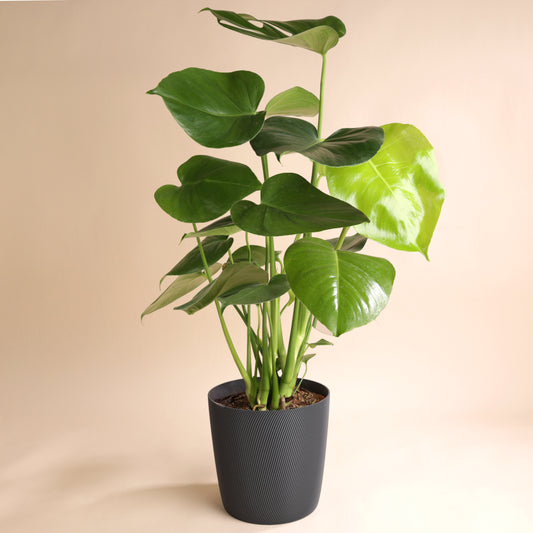 Plante Monstera livrée avec cache-pot écoresponsable – hauteur 60 cm