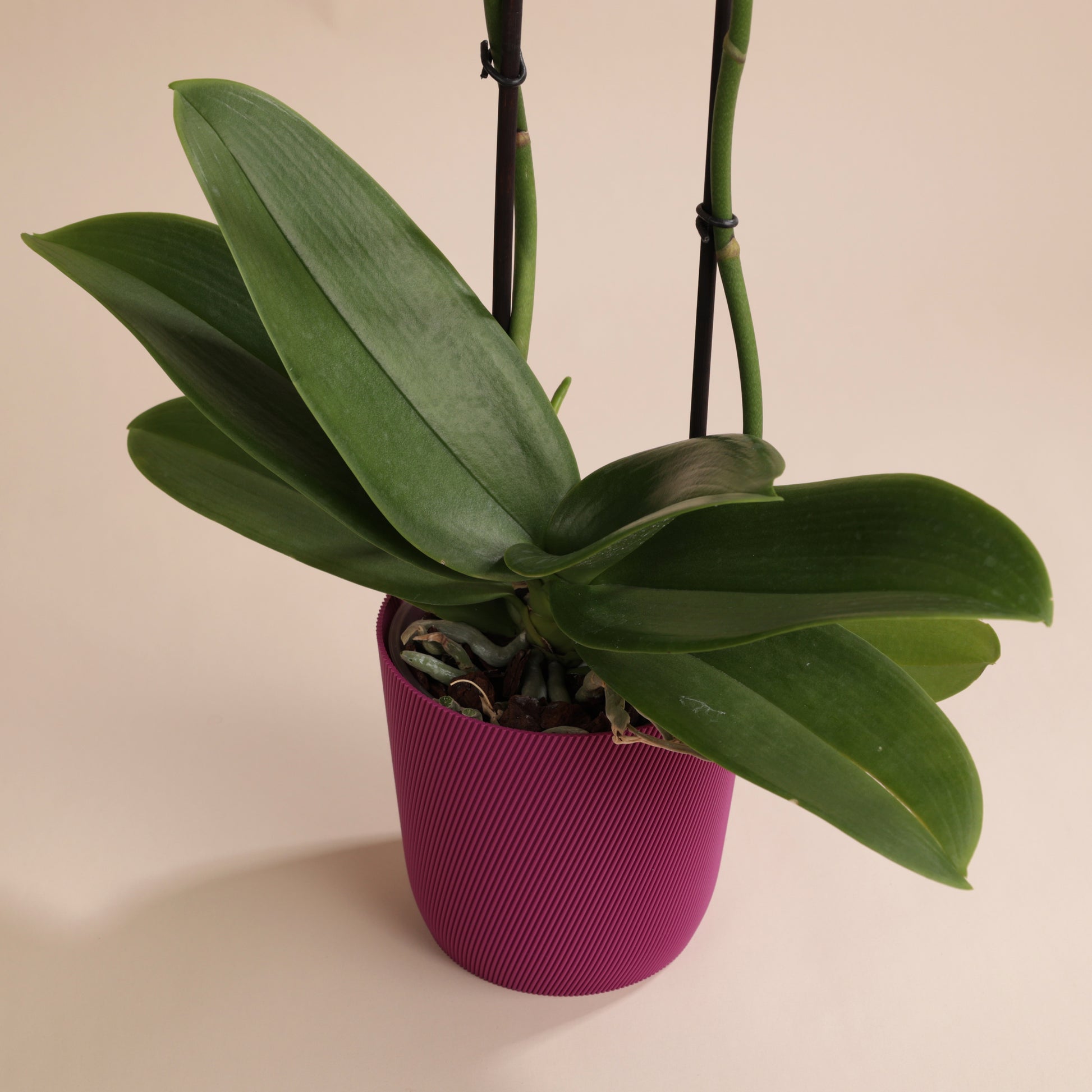Orchidée Phalaenopsis blanche 60 cm en cache-pot Svala écoresponsable