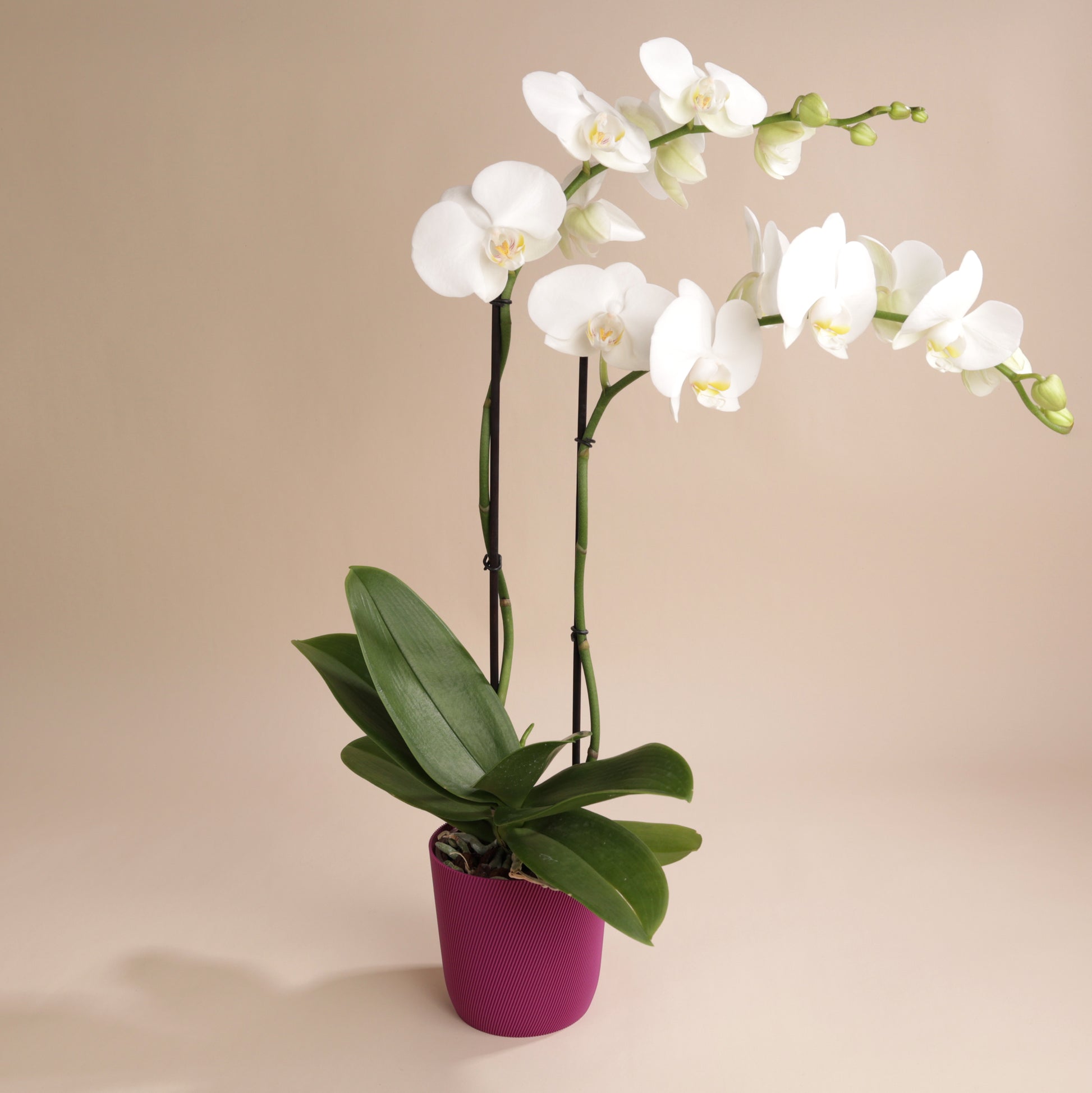 Orchidée Phalaenopsis blanche 60 cm en cache-pot Svala écoresponsable