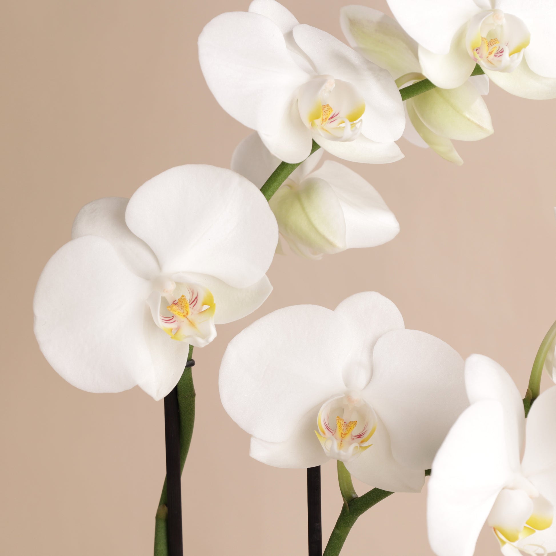 Orchidée Phalaenopsis blanche 60 cm en cache-pot Svala écoresponsable