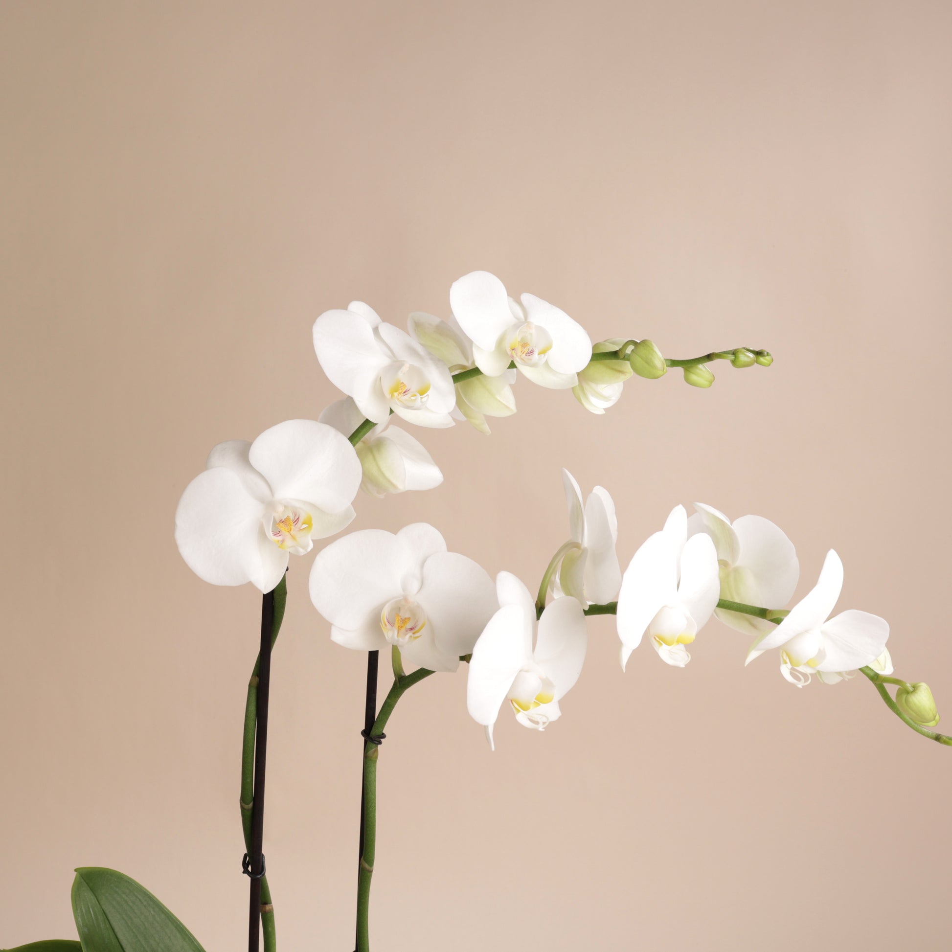 Orchidée Phalaenopsis blanche 60 cm en cache-pot Svala écoresponsable