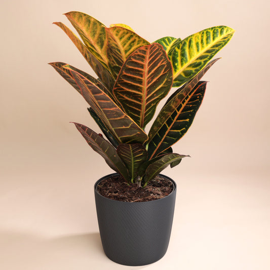 Croton au feuillage éclatant dans cache-pot design Svala – idée cadeau végétale