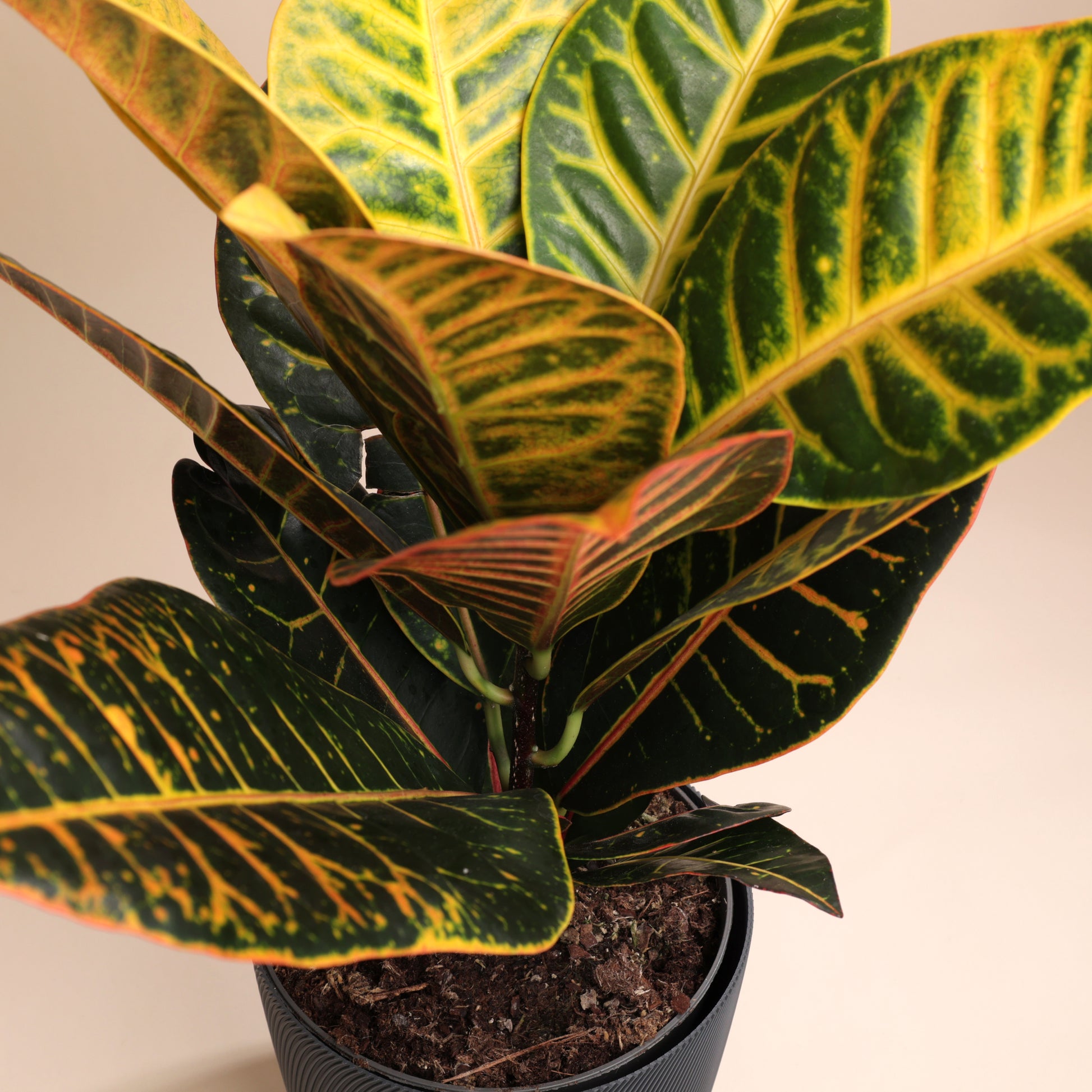 Croton au feuillage éclatant dans cache-pot design Svala – idée cadeau végétale