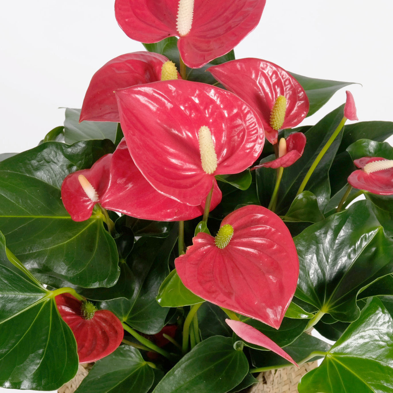 Anthurium rouge en pot design Svala